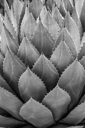 Abstract;Abstractions;Arizona;Black and White;Botanical;Brown;Cacti;Cactus;Flora;Flowers;Green;Herb;Mint;Silver;Spines;Stock categories;Textures;artsite;botanicals;botany;color;greenery;herbage;patterns;plant;plants;shapes;thorn;vegetation