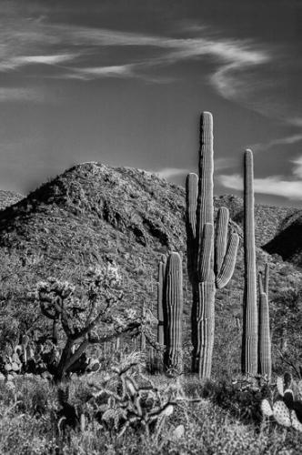 Arizona;Black and White;Blue;Boulder;Cactus;Green;High;Ledge;Mountain;Mountain Top;Nature;Peak;Photojournalism;Power;Precipice;Rock formations;Rocks;Scenic View;Scenics;Summit;Vertical;artsite;cliff;color;desert;plants;powerful