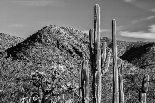 Arizona;Black and White;Blue;Boulder;Cactus;Green;High;Ledge;Mountain;Mountain Top;Nature;Peak;Photojournalism;Power;Precipice;Rock formations;Rocks;Scenic View;Scenics;Summit;Vertical;artsite;cliff;color;desert;plants;powerful