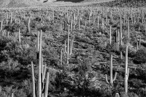 Arizona;Black and White;Cactus;Green;artsite;color;desert;plants