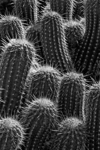 Abstract;Abstractions;Arid;Arizona;Black and White;Botanical;Dry;Herb;Shrub;Spines;Tan;Textures;Yellow;artsite;botanicals;botany;cacti;cactus;desert;flora;green;greenery;herbage;patterns;plant;plants;shapes;vegetation