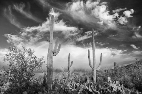 Arid;Arizona;Black and White;Brown;Cacti;Cactus;Carnegiea gigantea;Dry;Mountainside;Saguaro;Saguaro National Park;Tan;Tuscon;United States;artsite;blue;cacti;cactus;desert;green;hillside;plants;red