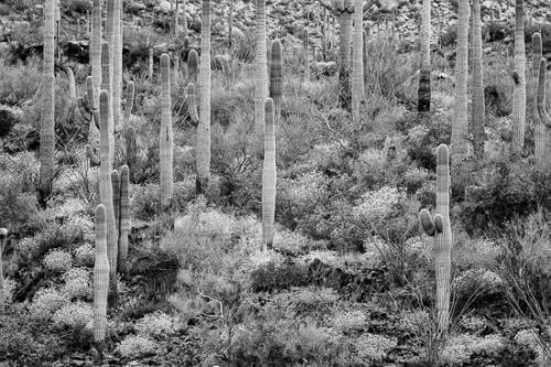 Arid;Arizona;Black and White;Bloom;Blossom;Blossoms;Botanical;Boulder;Boulders;Cacti;Cactus;Calm;Carnegiea gigantea;Dry;Floweret;Flowering;Flowers;Flowers & Plants;Leaf;Nature;Pastoral;Pebbles;Rock;Rock formations;Rocks;Rocky;Saguaro;Saguaro National Park;Spring;Stone;Stones;Tuscon;United States;Wabi Sabi;bloom;botanicals;cacti;cactus;desert;flora;floral;flower;landscape;oneness;peaceful;plant;plants;restful;serene;soothing;tranquil;wildflower;zen