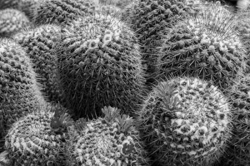 Arid;Arizona;Black and White;Bloom;Blossom;Blossoms;Botanical;Cactus;Close-up;Dry;Floral;Floweret;Flowering;Flowers;Flowers & Plants;Macro;Modern;Pastoral;Petal;Wabi Sabi;bloom;botanicals;desert;flora;floral;flower;oneness;peaceful;plant;plants;wildflower;zen