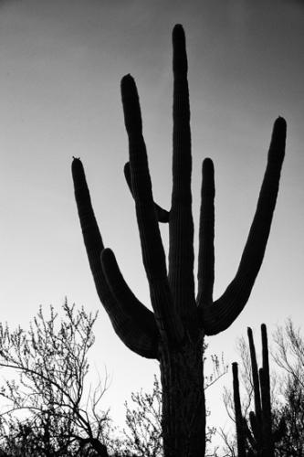 Arid;Arizona;Black and White;Cacti;Cactus;Carnegiea gigantea;Contour;Dry;Dusk;Form;Image type;Outline;Photo specs;Profile;Saguaro;Saguaro National Park;Shadow;Shape;Silhouette;Tuscon;United States;blue;close of day;desert;evening;eventide;last Light;plants;sky;sun;sunset
