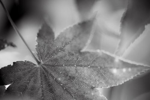 Botanical;Calm;Close-up;Flowers & Plants;God Rays;Healing;Health care;Healthcare;Leaf;Looking up;Macro;Maple Leaves;Minimalism;Nature;Pastoral;Seasons;Spring;Springtime;Sun rays;Sunbeam;Sunlight;Sunshine;Veins;Wabi Sabi;botanicals;foliage;green;leaves;oneness;peaceful;plant;plants;restful;serene;soothing;sunlit;tranquil;vegetation;zen
