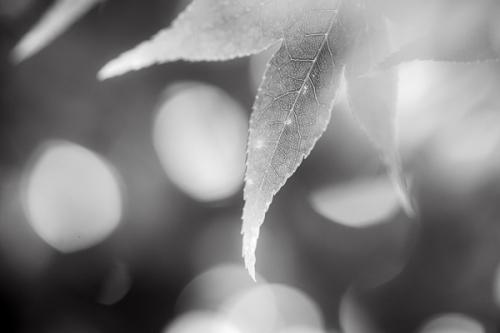 Botanical;Calm;Close-up;Flowers & Plants;God Rays;Healing;Health care;Healthcare;Leaf;Looking up;Macro;Maple Leaves;Minimalism;Nature;Pastoral;Seasons;Spring;Springtime;Sun rays;Sunbeam;Sunlight;Sunshine;Veins;Wabi Sabi;botanicals;foliage;green;leaves;oneness;peaceful;plant;plants;restful;serene;soothing;sunlit;tranquil;vegetation;zen