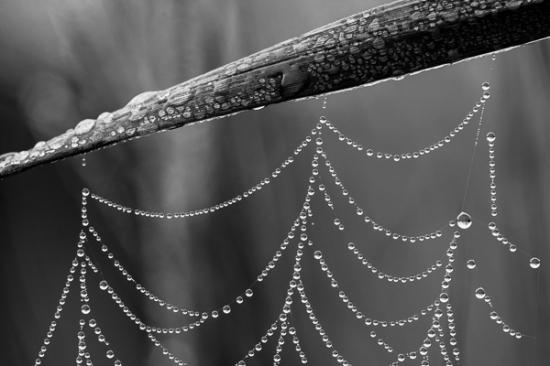 Black and White;Botanical;Calm;Close-up;Dew;Droplets;Drops;Healing;Health care;Healthcare;Macro;Minimalism;Nature;Pastoral;Spider Web;SpiderWeb;Wabi Sabi;Water;Water Drops;botanicals;damp;dew drops;dewy;drop;droplet;leaves;moisture;oneness;peaceful;plant;restful;serene;soothing;tranquil;web;zen