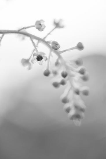 Abstract;Abstractions;Black and White;Bloom;Blooming;Blossom;Blossoms;Botanical;Calm;Close-up;Colorful;Floral;Floweret;Flowering;Flowers;Healing;Health care;Healthcare;Herb;Looking up;Minimalism;Natural;Nature;Outdoor;Pastoral;Petal;Petals;Photojournalism;Pistil;Stamen;Stem;Stock categories;Sunlight;Sunshine;Textures;bloom;botanicals;color;flora;floral;flower;garden;oneness;oriental;patterns;peaceful;plant;plants;restful;serene;shapes;soothing;sunlit;tranquil;vegetation;wildflower;zen