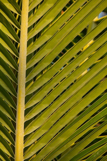 Abstract;Abstractions;blue;botanical;botanicals;botany;brown;Contour;flora;Florida;folded;Foliage;Form;gold;greenery;herb;herbage;Leaf;Leafy;Leaves;Outline;Patterns;plant;plants;Profile;Sanibel Captiva Island;Shadow;Shape;Shapes;shrub;Silhouette;Textures;vegetation;Vein;Weather;yellow