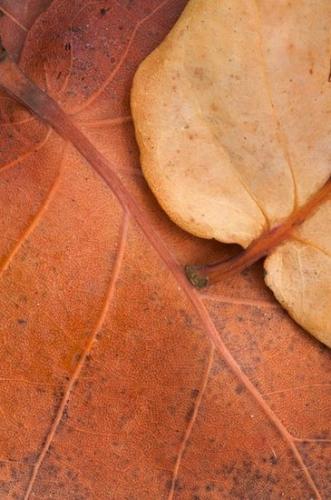 herb;Textures;brown;botany;Leaf;yellow;flora;plants;Abstract;botanicals;Foliage;botanical;Leaves;Leafy;red;shrub;vegetation;Vein;orange;plant;greenery;Abstractions;Florida;Patterns;herbage;Sanibel Captiva Island;Shapes;spotted