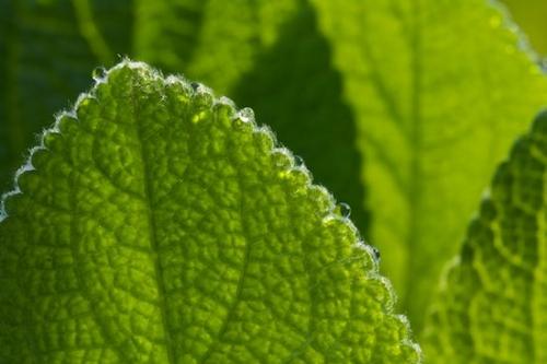 Moisture;Water;Shapes;Plant;Wet;Foliage;Drop;Leafy;Abstractions;Botanical;Damp;Vein;Patterns;Close-up;Textures;Plants;Abstract;Green;Droplet;Leaves;Leaf;Botanicals;Dew;Dewy