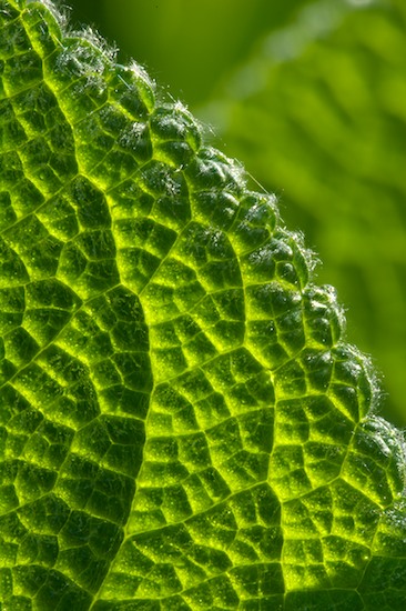 Abstract;Abstractions;Damp;Dew;Dewy;Drop;Droplet;Foliage;Green;Leaf;Leafy;Leaves;Moisture;Patterns;Shapes;Textures;Vein;Water;Wet