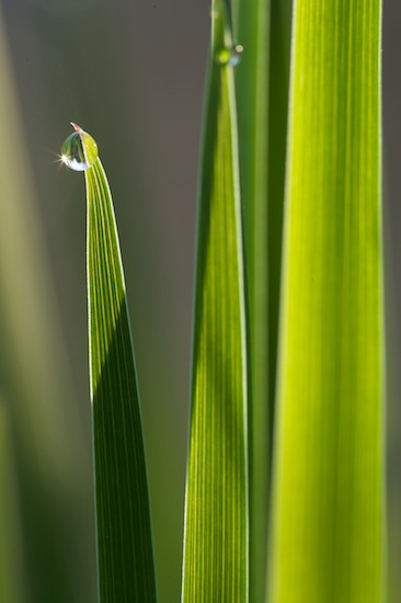 Abstract;Abstractions;botanical;botanicals;botany;Damp;Dew;Dewy;Drop;Droplet;flora;Grass;Green;greenery;herb;herbage;Moisture;Patterns;plant;plants;Shapes;shrub;Textures;vegetation;Water;Wet