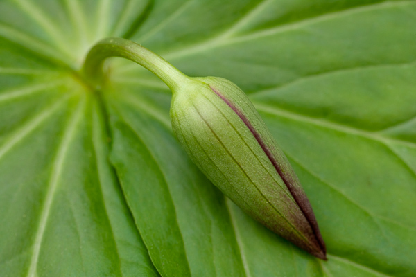 Bloom;Blossom;Blossoms;Botanical;Bud;Calm;Close-up;Floret;Floweret;Flowering;Flowers;Healing;Health care;Healthcare;Leaf;Minimalism;Pastoral;Petal;Petals;Pistel;Plant;Seasons;Short Springs State Natural Area;Spring;Springtime;Stamen;Tennessee;Trillium;Tullahoma;United States;Wabi Sabi;bloom;botanicals;flora;floral;flower;foliage;green;leaves;magenta;oneness;peaceful;plant;plants;purple;restful;serene;soothing;tranquil;wildflower;zen