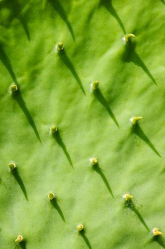Abstract;Abstraction;Botanical;Calm;Close-up;Flowers;Flowers & Plants;Herb;Line;Macro;Modern;Nature;Prickly Pear Cactus;Shape;Texas;Wabi Sabi;botanicals;botany;green;greenery;modern art;oneness;pattern;plant;plants;texture;zen