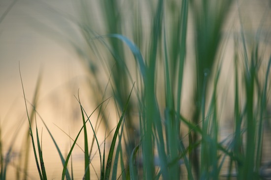 botanical;botanicals;botany;flora;Gold;Grass;Green;greenery;herb;herbage;Mississippi;plant;plants;Reflection;Reflections;shrub;Silhouette;vegetation;Yazoo National Wildlife Refuge;Yellow