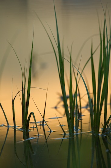 botanical;botanicals;botany;flora;Gold;Grass;Green;greenery;herb;herbage;Mississippi;plant;plants;Reflection;Reflections;shrub;Silhouette;vegetation;Yazoo National Wildlife Refuge;Yellow