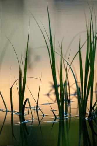 Botanical;Brown;Calm;Gold;Grasses;Healing;Health care;Healthcare;Macro;Minimalism;Mississippi;Nature;Pastoral;Reeds;Tan;United States;Wabi Sabi;Warm Colors;Warm Palette;Warm Tones;Yazoo National Wildlife Refuge;Yellow;botanicals;color;grass;green;leaves;oneness;peaceful;plant;restful;serene;soothing;tranquil;zen