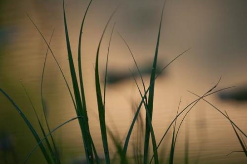 Close-up;Flowers & Plants;Grass;Green;Healing;Health care;Healthcare;Landscape;Leaf;Leaves;Marsh;Mississippi;Modern;Nature;Oneness;Orange;Pastoral;Peaceful;Plant;Salmon;Silhouette;Sun-up;Sunlight;Sunlit;Sunrise;United States;Wabi Sabi;Waterscape;Yazoo National Wildlife Refuge;botanical;botanicals;calm;contemporary;contemporary art;modern art;restful;serene;soothing;tranquil;zen
