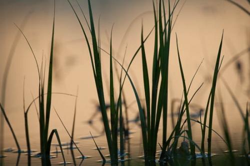 Close-up;Flowers & Plants;Grass;Green;Healing;Health care;Healthcare;Landscape;Leaf;Leaves;Marsh;Mississippi;Modern;Nature;Oneness;Orange;Pastoral;Peaceful;Plant;Salmon;Silhouette;Sun-up;Sunlight;Sunlit;Sunrise;United States;Wabi Sabi;Waterscape;Yazoo National Wildlife Refuge;botanical;botanicals;calm;contemporary;contemporary art;modern art;restful;serene;soothing;tranquil;zen