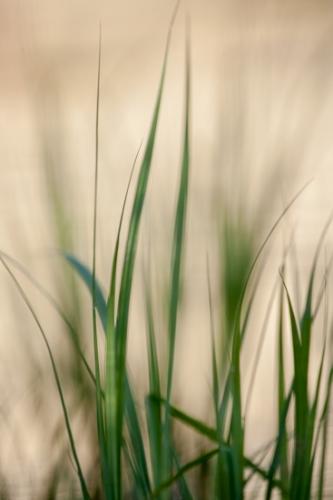 Botanical;Brown;Calm;Gold;Grasses;Healing;Health care;Healthcare;Macro;Minimalism;Mississippi;Nature;Pastoral;Reeds;Tan;United States;Wabi Sabi;Warm Colors;Warm Palette;Warm Tones;Yazoo National Wildlife Refuge;Yellow;botanicals;color;grass;green;leaves;oneness;peaceful;plant;restful;serene;soothing;tranquil;zen