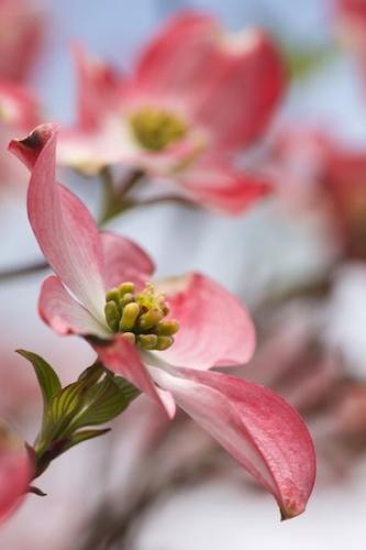Petals;Corbin;Pink Dogwood;Blue;White;Cumberland Falls State Resort Park;Flower;Plants;Flora;Close-up;Flowering;stems;Kentucky;Green;Stamen;Pink;stem;Vegetation;Botanical;Blossom;Leaves;Flowers;floral;Petal;Cumberland Falls State Park;Foliage;Bloom;Dogwood;Brown;Plant