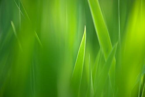 Plant;Plants;Vegetation;Foliage;Textures;Botanicals;Green;Close-up;Abstraction;Peaceful;Abstract;Botanical;Patterns;Outdoor;Abstracts;Horizontal