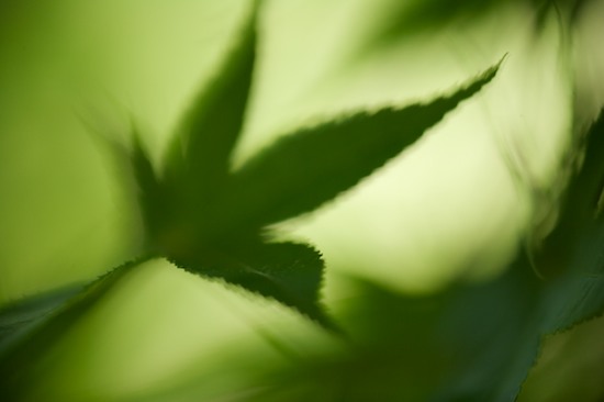 Abstract;Abstractions;botanical;botanicals;botany;flora;Foliage;Green;greenery;herb;herbage;Leaf;Leafy;Leaves;Patterns;plant;plants;Shapes;shrub;Textures;vegetation;Vein