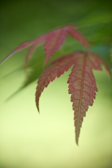 Abstract;Abstractions;botanical;botanicals;botany;flora;Foliage;Green;greenery;herb;herbage;Leaf;Leafy;Leaves;Magenta;Patterns;plant;plants;Red;Shapes;shrub;Tan;Textures;vegetation;Vein