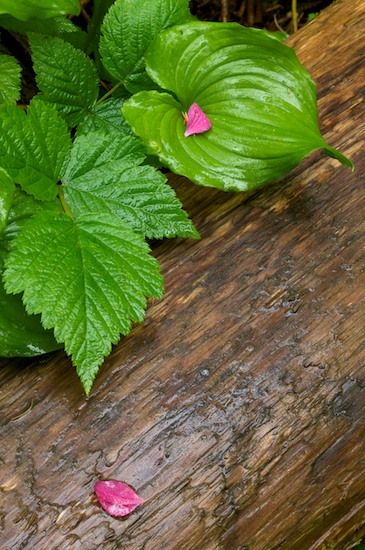 botanical;botanicals;botany;Brown;driftwood;Fern;flora;Flower;Green;greenery;herb;herbage;Olympic National Park;Petals;Pink;plant;plants;Ruby Beach;shrub;Tan;vegetation;Washington
