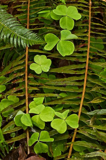 botanical;botanicals;botany;Brown;Fern;flora;Green;greenery;herb;herbage;Hoh Rainforest;Olympic National Park;plant;plants;shrub;vegetation;Washington;Wood Sorrel