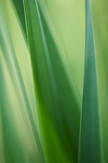 Abstract;Abstractions;botanical;botanicals;botany;Damp;Dew;Dewy;Drop;Droplet;flora;Grass;Green;greenery;Moisture;Patterns;plant;plants;Shapes;Soft;Textures;vegetation;Water;Wet