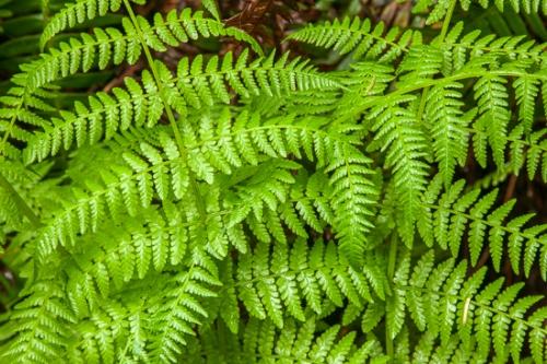 Abstract;Abstractions;Botanical;Brown;Herb;Leaf;Leafy;Ocean;Olympic National Park;Patterns;Second Beach;Shrub;Stock categories;Textures;Vein;Washington;beach;beaches;botanicals;botany;coast;coastline;flora;foliage;green;greenery;herbage;leaves;plant;plants;sea;shapes;shore;shoreline;vegetation