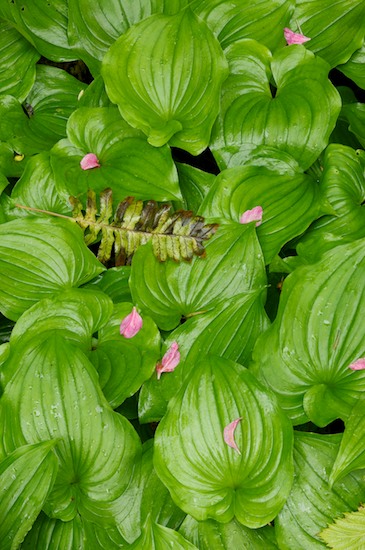 botanical;botanicals;botany;Fern;flora;Flower;Green;greenery;herb;herbage;Olympic National Park;Pink;plant;plants;Ruby Beach;shrub;vegetation;Washington