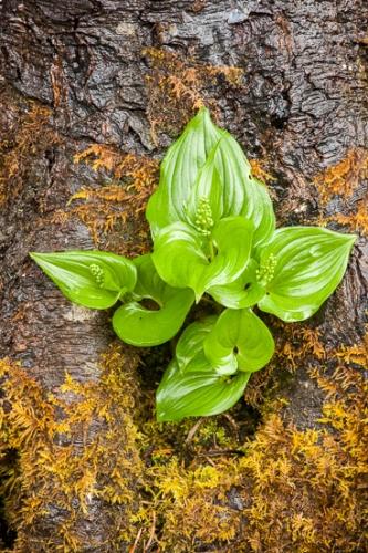 Botanical;Branches;Brown;Calm;Gold;Healing;Health care;Healthcare;Herb;Herbaceous;Moss;Ocean;Olympic National Park;Ruby Beach;Shrub;Tree;Warm Colors;Warm Palette;Warm Tones;Washington;White;Yellow;bark;beach;beaches;botanicals;botany;branch;coast;coastline;color;flora;green;greenery;herbage;peaceful;plant;plants;restful;sea;serene;shore;shoreline;soothing;tranquil;tree trunk;trees;trunk;vegetation;yellow