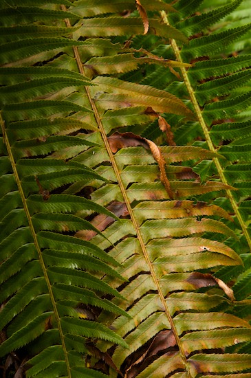 Abstract;Abstractions;botanical;botanicals;botany;Brown;Concepts & Emotions;Contrast;Curled;Curling;Dried;Dry;flora;Green;greenery;herb;herbage;Modern;Olympic National Park;Patterns;plant;plants;Shapes;shrub;Tan;Textures;vegetation;Washington;Yellow