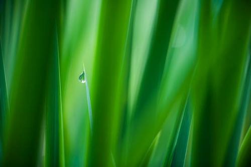 Botannicals;Close-up;Dewy;Drop;Grass;Green;Oneness;Peaceful;Plant;Water;botanical;dew drops;zen