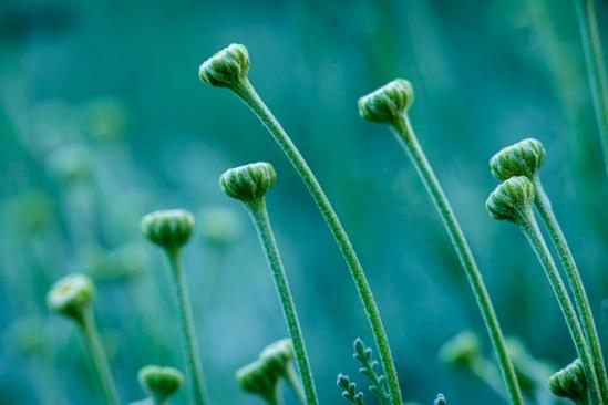 Aqua;Bloom;Blossom;Blossoms;Botanical;Bud;Calm;Close-up;Floral;Floret;Floweret;Flowering;Flowers;Flowers & Plants;Healing;Health care;Healthcare;Macro;Minimalism;Nature;Pastoral;Petal;Petals;Pistel;Seasons;Spring;Springtime;Stamen;Yellow;bloom;botanicals;flora;floral;flower;green;oneness;peaceful;plant;plants;restful;serene;soothing;tranquil;wildflower;zen