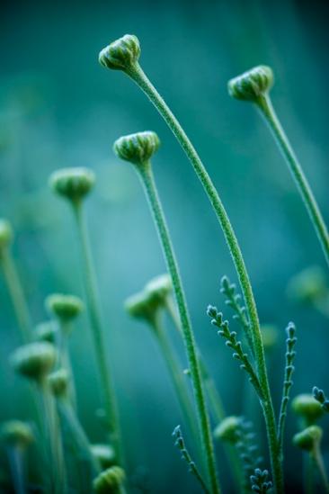 Aqua;Bloom;Blossom;Blossoms;Botanical;Bud;Calm;Close-up;Floral;Floret;Floweret;Flowering;Flowers;Flowers & Plants;Healing;Health care;Healthcare;Macro;Minimalism;Nature;Pastoral;Petal;Petals;Pistel;Seasons;Spring;Springtime;Stamen;Yellow;bloom;botanicals;flora;floral;flower;green;oneness;peaceful;plant;plants;restful;serene;soothing;tranquil;wildflower;zen