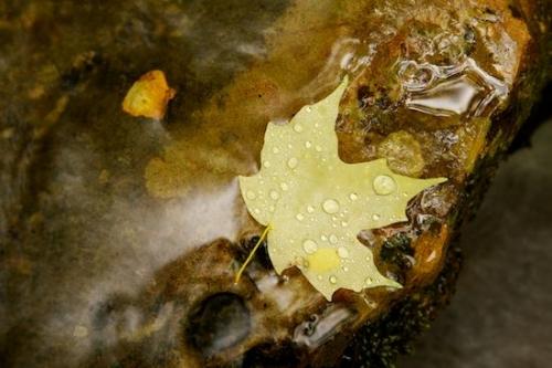 Geology;Leafy;Droplet;Streamlet;Winchester;Drop;Dewy;Green;Gold;Vein;Rock Formations;Boulder;Dew;Stone;Leaf;Leaves;Creek;Stones;Stream;Water;Teal;Damp;Geological;Gray;Walls of Jericho;Maple Leaf;Brown;Rocks;Rivulet;Tennessee;Rock;Tan;Wet;Brook;maple;Foliage;Moisture;Yellow;Striation