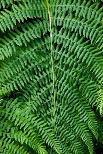 Shapes;herbage;Abstract;vegetation;botanicals;Abstractions;Prairie Creek Redwood State Park;Green;Redwood National Park;botany;Fern Canyon;plant;plants;herb;flora;greenery;Black;Brown;botanical;Patterns;California;Textures;shrub