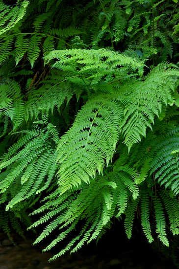 botanical;botanicals;botany;California;Fern Canyon;flora;greenery;herb;herbage;plant;plants;Prairie Creek Redwood State Park;Redwood National Park;shrub;vegetation