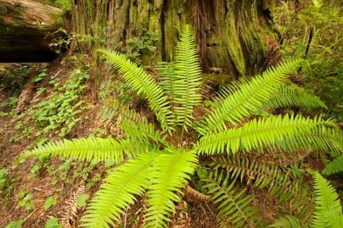 Green;Red;Branch;Moss;Close-up;Tan;Brown;Plant;Herbaceous;Trunk;bark;Lichens;sequoia sempervirens;Redwood;California;Branches;Orange;Tree;Gray;Tree Trunk;Trees