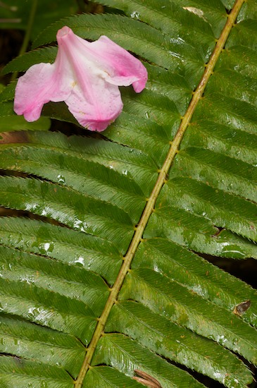 Bloom;Blossom;Blossoms;botanical;botanicals;botany;California;Crescent City;Damnation Creek Trail;Damp;Del Norte Coast Redwood State Park;Dew;Dewy;Drop;Droplet;flora;Floret;Flower;Floweret;Flowering;Flowers;Green;greenery;herb;herbage;Moisture;Orange;Petal;Petals;Pink;Pistil;plant;plants;Redwood National Park;rhododendron;shrub;Stamen;vegetation;Water;Wet;White;Yellow