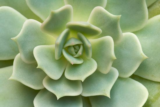 Alabaster Rose;botanical;botanicals;botany;Cactus;Echeveria;flora;Green;greenery;herb;herbage;Lola;plant;plants;Plants;shrub;vegetation; succulent