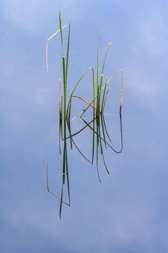 Abstract;Abstraction;Abstractions;Blue;Close-up;Grass;Green;Healing;Health care;Healthcare;Lake;Leaf;Leaves;Mirror;Modern;Nature;Oneness;Orange;Pattern;Patterns;Peaceful;Plant;Plants;Pond;Reflection;Reflections;Shapes;Stock categories;Textures;Water;Waterscape;Yellow;botanical;botanicals;botany;calm;contemporary;contemporary art;greenery;modern art;pool;restful;serene;soothing;tranquil;vegetation;zen