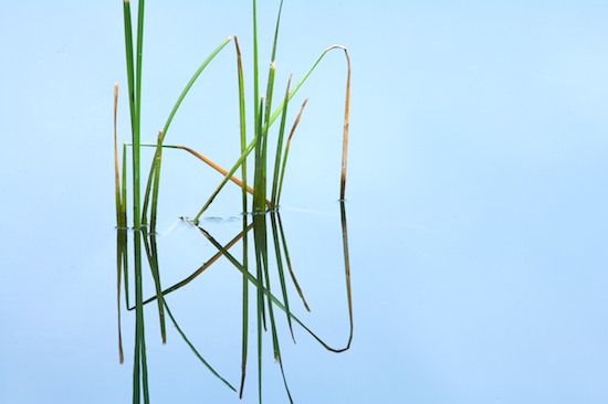 Abstract;Abstractions;Grass;Patterns;Pond;Shapes;Textures