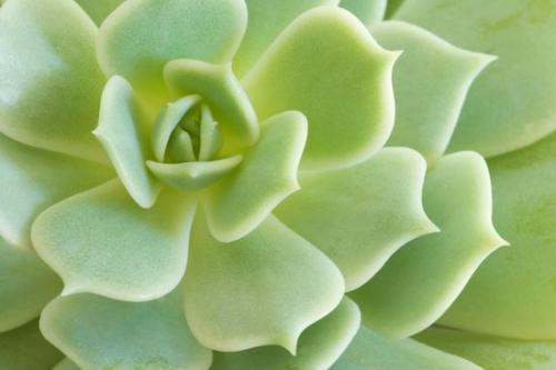 Cactus;Botanical;Abstract;Textures;Vegetation;Plants;Abstracts;Succulent;Plant;shapes;Patterns;Foliage;Alabaster Rose;Green;Close-up;Abstraction