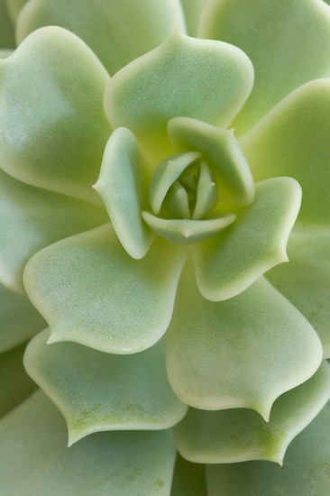Alabaster Rose;botanical;botanicals;botany;Cactus;Echeveria;flora;Green;greenery;herb;herbage;Lola;plant;plants;Plants;shrub;Succulent;vegetation